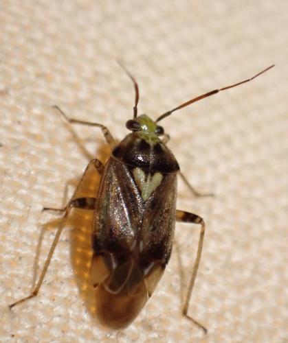 Réf. 358 721 : Lygus rugulipennis
